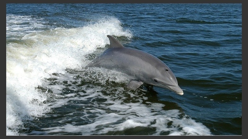 Las fotos de dos estudiantes junto a un animal muerto fueron publicadas en Snapchatn.