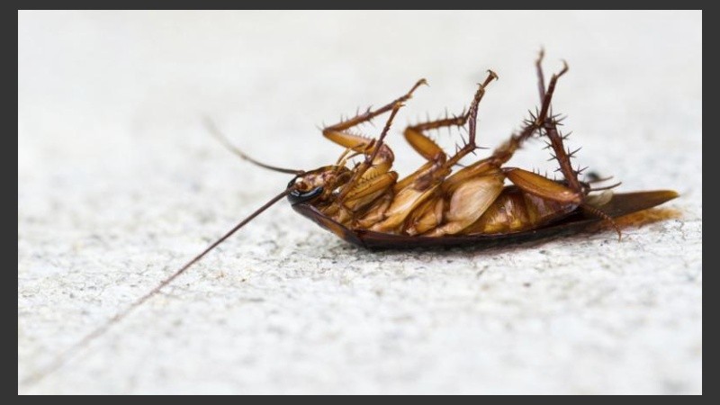 Algunas hembras pueden producir una descendencia de más 20.000 crías.