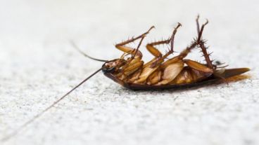 Algunas hembras pueden producir una descendencia de más 20.000 crías.