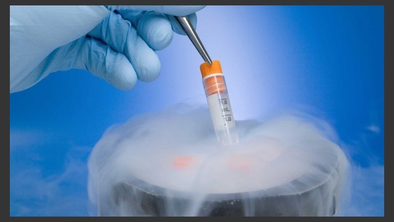 La criopreservación o congelación de óvulos es una técnica para la preservación del potencial reproductivo en mujeres de edad reproductiva.