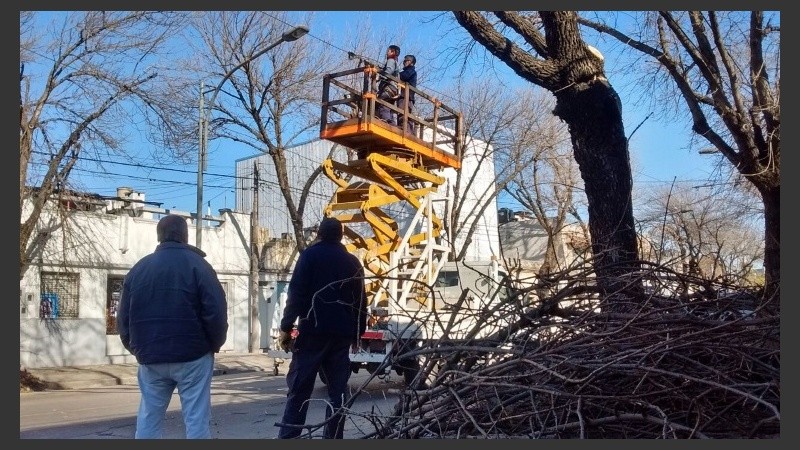 La poda de árboles generó un efecto no deseado.