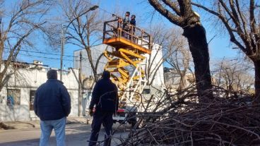 La poda de árboles generó un efecto no deseado.