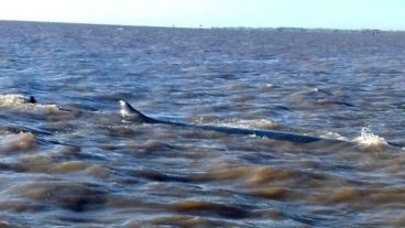 La ballena quedó varada en el Río de la Plata.