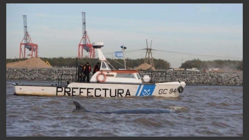 Prefectura monitorea al animal pero por ahora no es conveniente ayudarlo.
