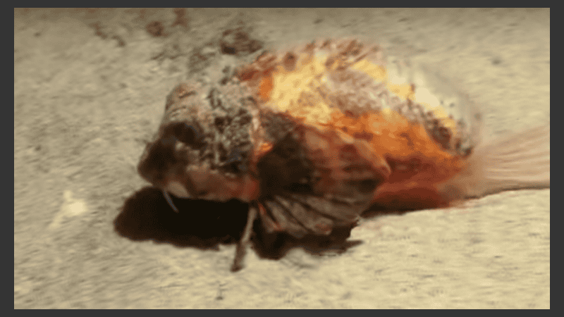 El descubrimiento fue realizado por un biólogo en Indonesia.