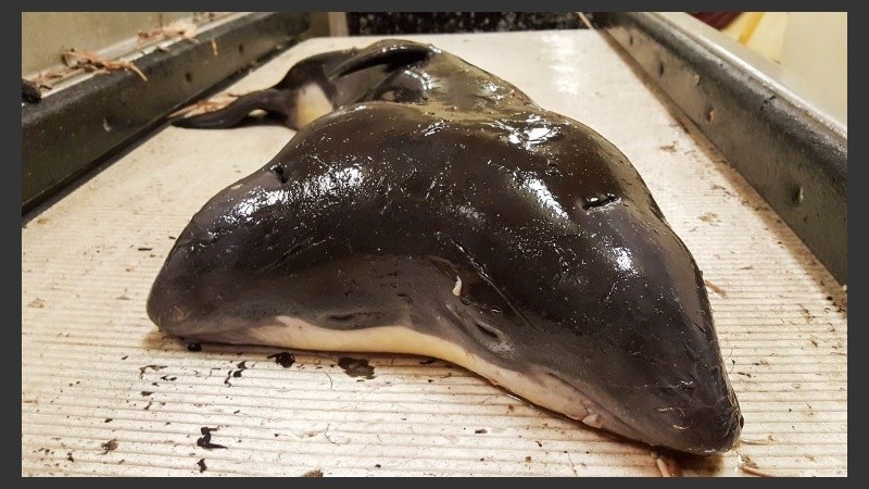 Hay pocos registros de casos de gemelos en estas especies.