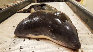 Hay pocos registros de casos de gemelos en estas especies.