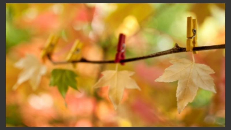 Hojas secas mojadas por donde se mire en la ciudad. 