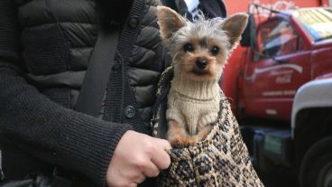 Algunos perros usan ropita para palear el frío.