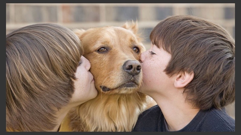 La toxocariasis es una enfermedad parasitaria que afecta en especial a niños que mantienen contacto estrecho con  sus animales.