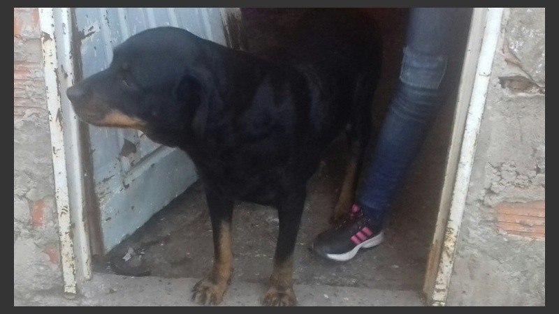 El perro que le largó el vecino a los agentes.