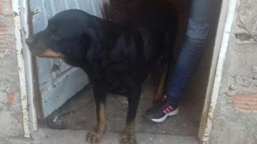 El perro que le largó el vecino a los agentes.