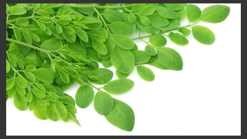 El sistema Ayurvédico de medicina la relaciona con el tratamiento y prevención de alrededor de 300 males.