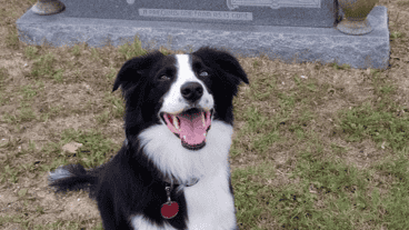 Kermit es un perro cruz de Border Collie y Pastor Australiano