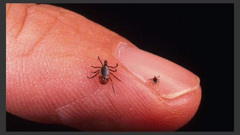 Ya hay antecedentes de haber hallado en estos parásitos la llave para posibles tratamientos clínicos.