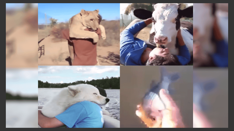 El amor entre animales y personas quedó registrado por una ONG.