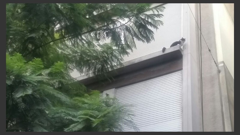 El animal saltó entre árboles y balcones.