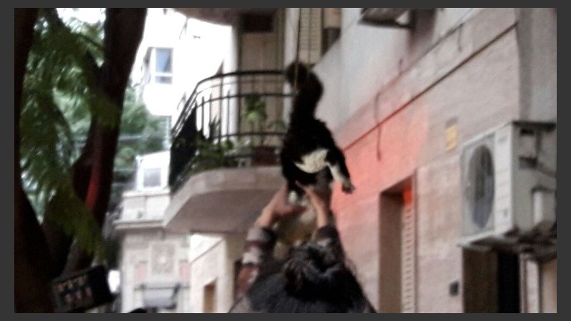 Gato abajo. Un cuento con final feliz.