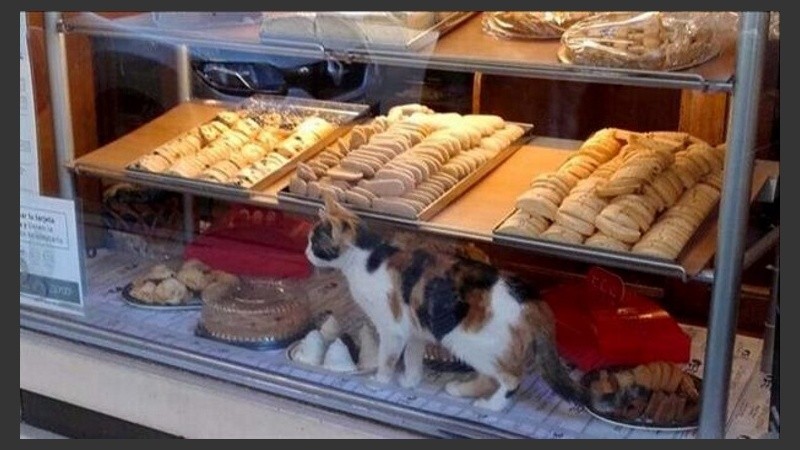 El gato camina sobre los alimentos del negocio.