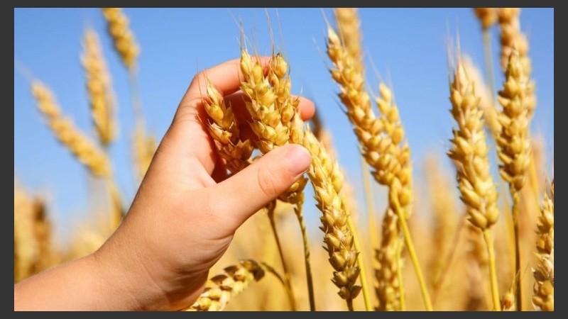 El riesgo cardiovascular podría sumarse a la lista entre quienes no siguen una dieta libre de trigo, avena, cebada y centeno.