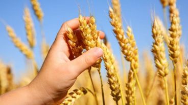 El riesgo cardiovascular podría sumarse a la lista entre quienes no siguen una dieta libre de trigo, avena, cebada y centeno.