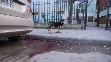 Una mancha de sangre frente al colegio Lola Mora.