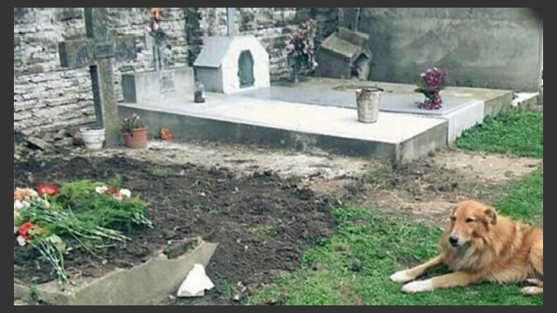 Como Hachiko en la película 