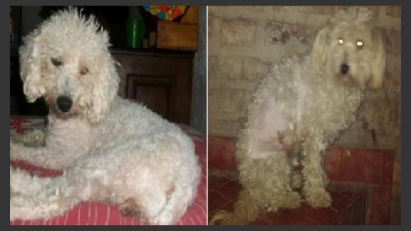 Cata, la perra buscada y el can 