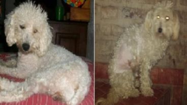 Cata, la perra buscada y el can "equivocado" que tiene Romina.