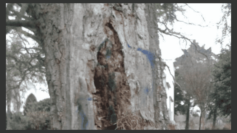 La silueta tallada de la virgen apareció en un parque