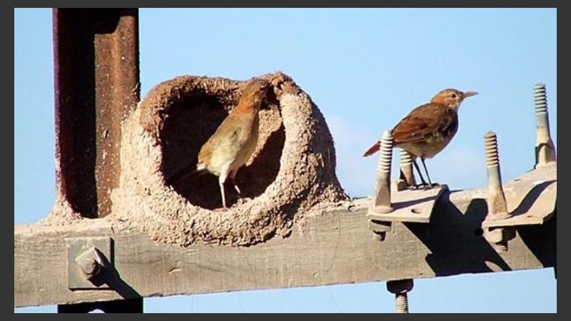 El nido de pájaros que causó el corte de luz.