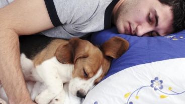 Dormir con la mascota puede ser perjudicial para las alergias.