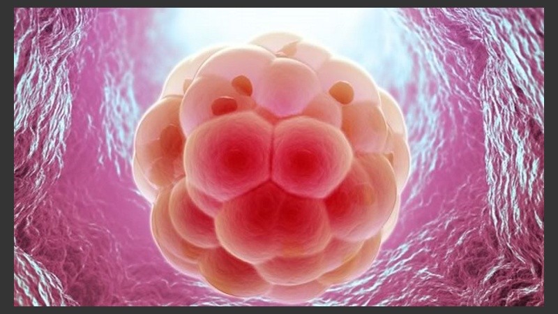 El nuevo método consiste en filtrar luz a través de los tejidos con el objetivo de crear una imagen del embrión.