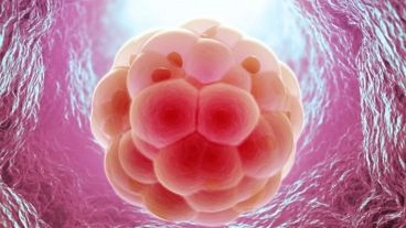 El nuevo método consiste en filtrar luz a través de los tejidos con el objetivo de crear una imagen del embrión.