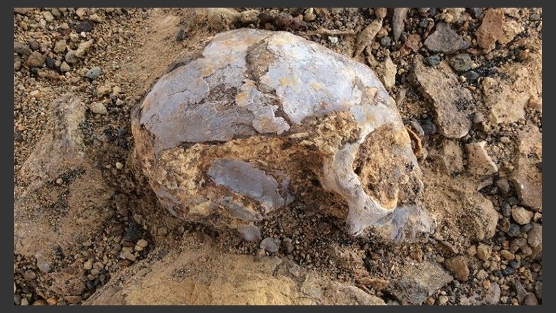 El cráneo fue hallado en Kenia.