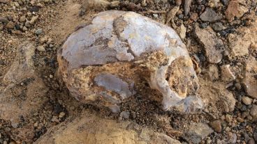 El cráneo fue hallado en Kenia.