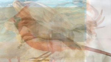 A través de los animales un estudio devela la personalidad.