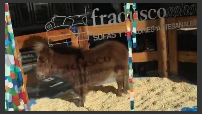 El pequeño pony en la vidriera de Palermo. 