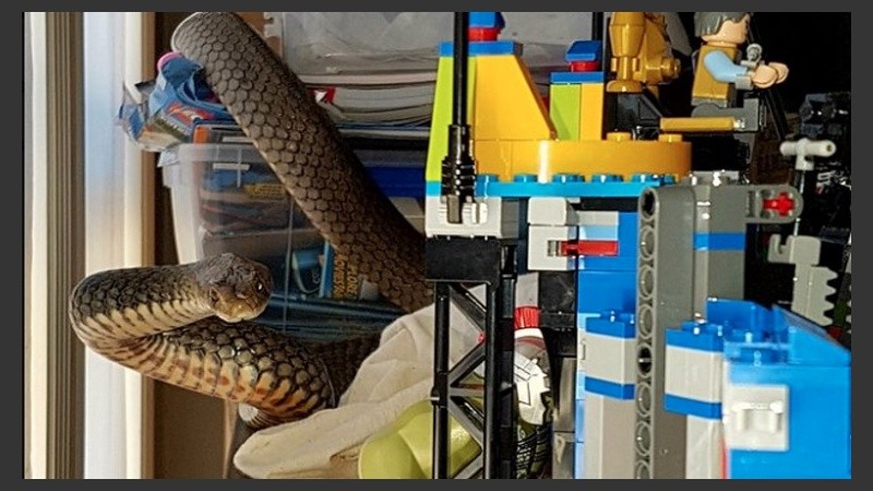 El grupo de cazadores de serpientes Gold Coast and Brisbane Snake Catchers capturó a la bicha y la devolvió a su hábitat.