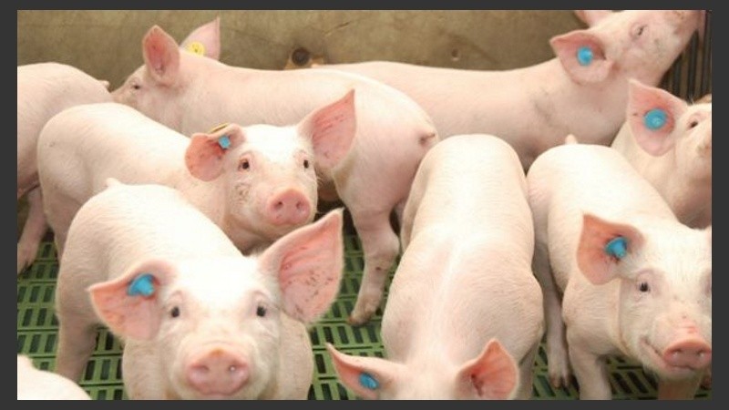 La enfermedad solo afecta a los cerdos. 