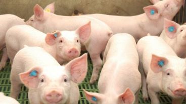 La enfermedad solo afecta a los cerdos.