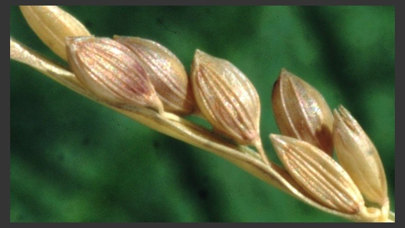 Es rico en nutrientes y aminoácidos.