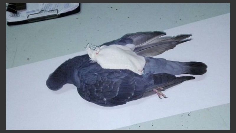 La narcopaloma llevaba la droga en el lomo. 