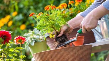 Las flores dan vida a cualquier lugar.