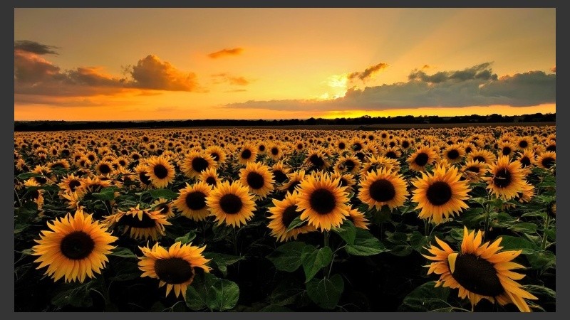 Se desarrollará los días 12 y 13 de septiembre en Casilda.