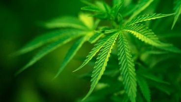 El debate se da en un contexto en el que preocupa la falta de la reglamentación de la Ley 27.350 de Cannabis Medicinal.