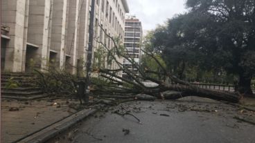 En Balcarce y Montevideo un árbol e impedía el ingreso a Tribunales.