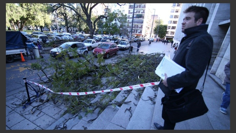 Un árbol complicaba la entrada al edificio por calle Balcarce. 