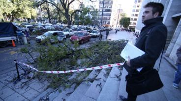 Un árbol complicaba la entrada al edificio por calle Balcarce.