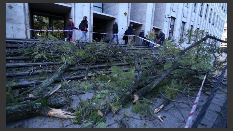 Este lunes se contaron más de 40 árboles y ramas caídas.